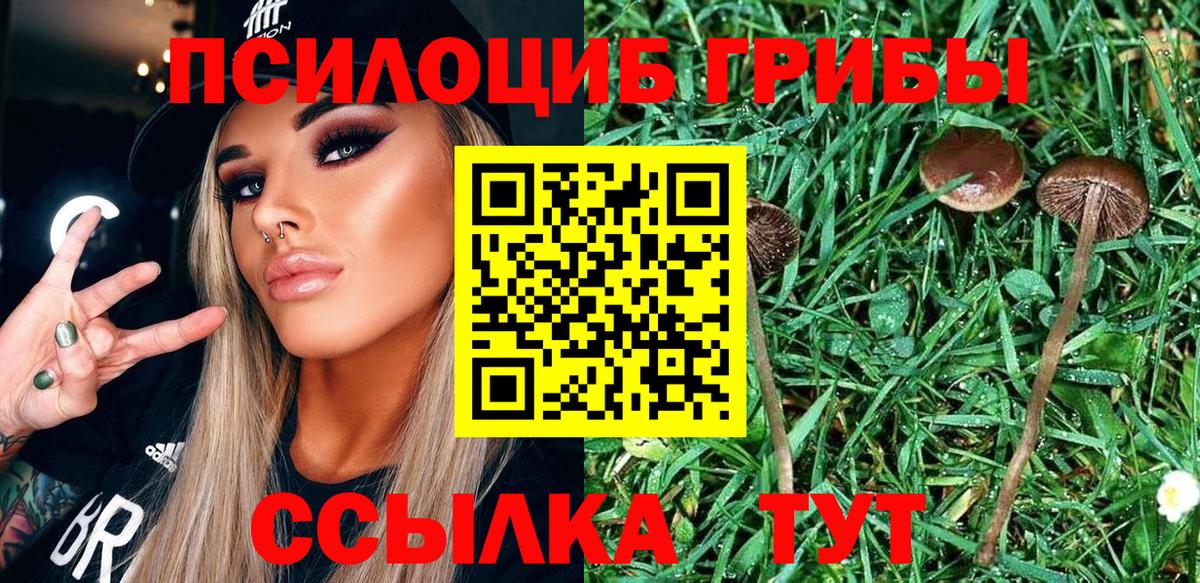 Псилоцибиновые грибы мицелий Шелехов